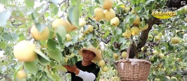 产销两旺!“小特产”变身变身乡村振兴“致富果” 激活“甜蜜经济”新热力