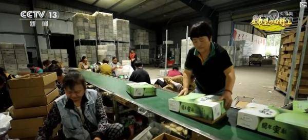 产销两旺!“小特产”变身变身乡村振兴“致富果” 激活“甜蜜经济”新热力