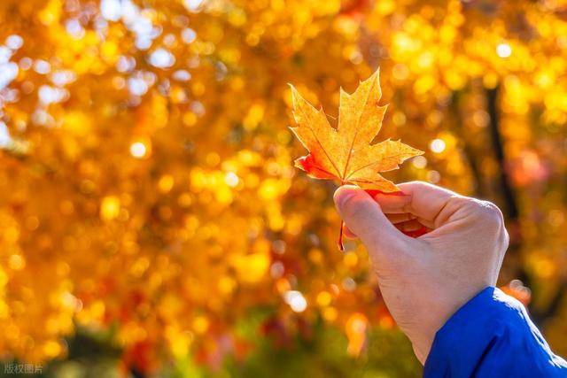 霜降时节,去哪里寻红叶?收好“秋叶地图”