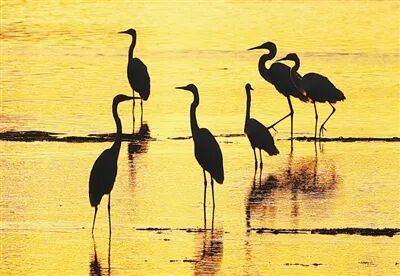 生态文明建设实现新进步(新时代画卷·决战决胜“十四五”)