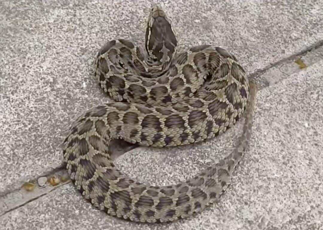 驴友爬山捡幼蛇轮流抚摸,专家:是短尾蝮蛇,毒性强,严重可导致死亡!